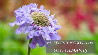 Qotur çiceyi uyuz otu faydaları nələrdir etraflı məlumat  xalq təbabəti Scabiosa columbaria [upl. by Ynetsed]