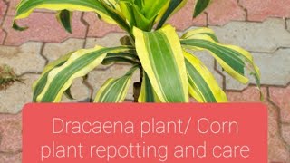 Dracaena plant  Corn plant repotting and care [upl. by Cavanaugh]