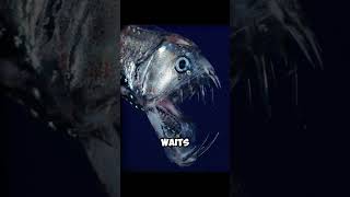 Viper fish Scary ocean facts oceanmysteries scaryfacts scarystories oceanmystery [upl. by Ailedo]