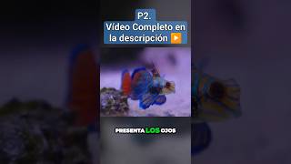 p2 splendidus reef documentary new marine fish premiumcollection fyp shortvideo ytshort [upl. by Zinck685]