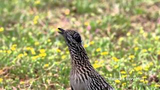 Texas Wild The Greater Roadrunner [upl. by Aroda756]