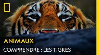 COMPRENDRE  Les tigres [upl. by Archle]