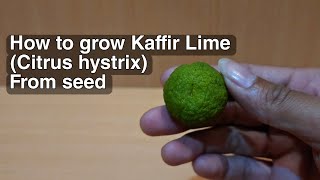 HOW TO GROW KAFFIR LIME CITRUS HYSTRIX FROM SEED [upl. by Hsirrehc]