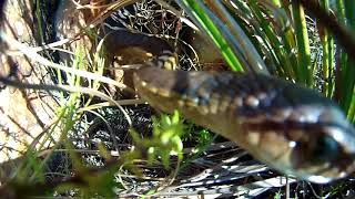 Boomslang attack on two nestling Cape Rockjumpers [upl. by Wack124]