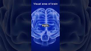 THE BRAIN SYSTEM 4 How the BRAIN Interprets SENSORY INFORMATIONshorts [upl. by Atwater]