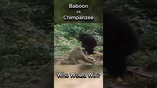 Baboon vs Chimpanzee  Who Would Win animals baboon chimpanzee fight [upl. by Enilada]