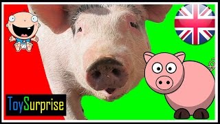 Animales en ingles para niñosanimales dela granja en ingles para niños Sonidos y pronunciación [upl. by Patrizio]