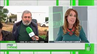 Tagarninas de Las Virtudes de Conil en Vaya Mañana de Canal Sur [upl. by Eylloh]