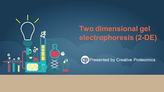 two dimensional polyacrylamide gel electrophoresis [upl. by Mcleroy]