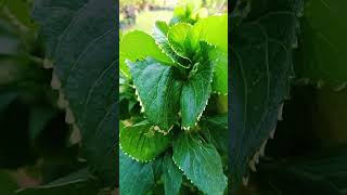 Acalypha wilkesiana plant ☘️🪻🪻🪻🪻🍁RS NURSERY MALKERA SIKAR 🪴🍂🍂🍂 please wisit here 🍁🪻 [upl. by Wanda]