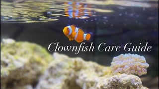 Introduction To Keeping Ocellaris Clownfish Common Clownfish  Tank Raised Clownfish Care Guide [upl. by Eniahs]