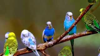 3 Hour Sounds for Lonely Budgies  Budgie singing flock [upl. by Noitsirhc]