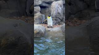 quotPenguins Perfect Dive The Art of Leaping into the Deepquot [upl. by Benito]