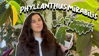 How To Care For Phyllanthus Mirabilis  Butterfly Caudex Plant [upl. by Airotcivairam824]