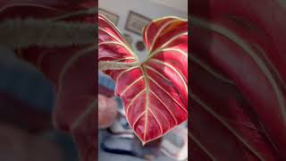 Philodendron Verrucosum Amazon Sunset New Leaf on the Way  Plant Please [upl. by Llevart]