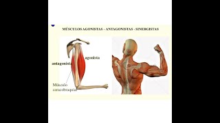 MUSCULOS AGONISTAS ANTAGONISTAS E SINERGISTAS [upl. by Wahlstrom243]