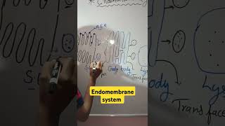 Endomembrane system  Biology class 11 [upl. by Zacarias887]