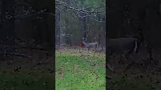 9 Point down hunting deerhunt killshot [upl. by Clarissa]