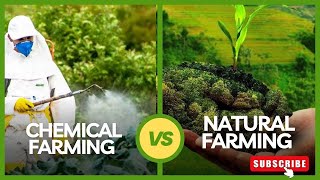 రసాయనిక వ్యవసాయం Vs సహజ వ్యవసాయం  Chemical Farming Vs Natural Farming🐞🐞 [upl. by Eiramnerual]