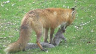 Fox Eats Squirrel  Mother Fox Eating a Squirrel for Lunch [upl. by Abocaj]