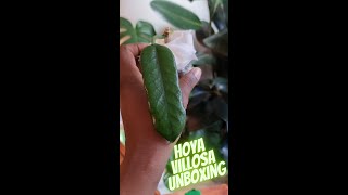 BEAUTIFUL Hoya Villosa Globulosa Unboxing [upl. by Rhonda809]