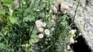 Flaxleaf fleabane Erigeron bonariensis [upl. by Ahsieket34]