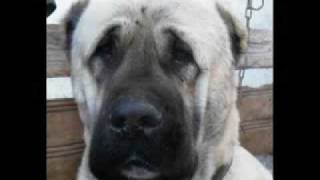 World Famous Kurdish Kangal Dog [upl. by Hardin]