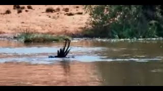 Nile Crocodile 🐊 kills a Marabou Stork for lunch [upl. by Zolnay806]