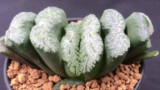 Haworthia truncata Collection  How to grow these succulents and Haworthia varieties [upl. by Ainerol281]