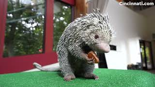 Rico the Cincinnati Zoo porcupine is going viral for his adorable snacking [upl. by Kwasi437]