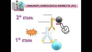 INMUNOFLUORESCENCIA [upl. by Teloiv616]