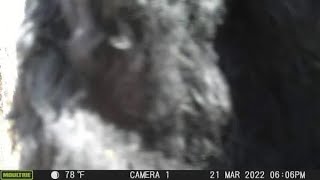 THE MOST TERRIFYING TRAIL CAM FOOTAGE EVER CAPTURED ON CAMERA [upl. by Notsecnirp]