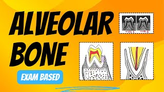 Structure of Alveolar Bone  Alveolar Bone Histology [upl. by Sayles511]