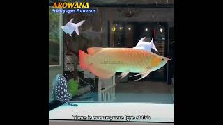 Arowana A symbol of good luck and prosperity animals fish facts [upl. by Keon]