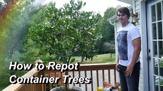 How to Repot a Container Tree Repotting the Kaffir Lime Citrus Trees in the Container Garden [upl. by Oknuj]