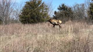 Young Bull Elk at Caryville Flats 03122024 [upl. by Ainitsirk744]