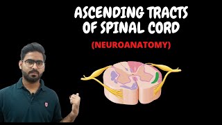 ASCENDING TRACTS OF SPINAL CORD  SPINAL CORD NEUROANATOMY  7 [upl. by Gracia]