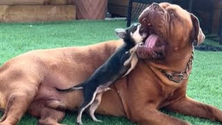 Dogue de Bordeaux gets annoyed at his Chihuahua sibling [upl. by Nonnag]