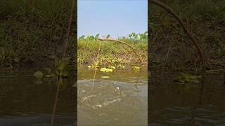 OMG Traditional Bamboo Hook Trap Fishing in Beel pond catchfish hookfishing shorts [upl. by Anniroc500]