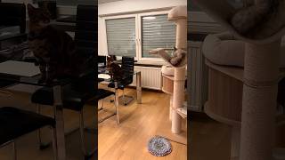 Platzprobleme bengalkatze katzenaufyoutube kater katzen katze katzenvideos katzenvideo [upl. by Ayekim811]