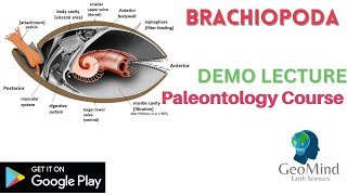 Brachiopoda  Demo Lecture  Paleontology  Geology  GATE  IIT JAM  UPSC  NET [upl. by Leach]