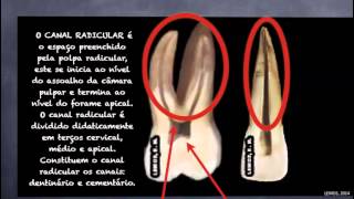 01 Aula 1 Anatomia dentaria para endodontia [upl. by Sammons512]