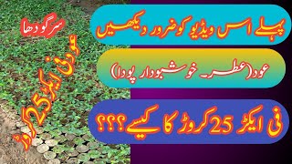 Aud Ki Kasht Aud Farming in Pakistan and India Advanced Farming agarwood tree [upl. by Oisacin]