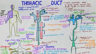 Thoracic Duct  Largest Lymphatic Duct  Anatomy  Course  Tributaries  Clinical [upl. by Jodie]