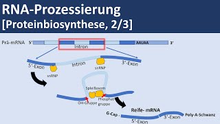 RNA Prozessierung Proteinbiosynthese 23  Biologie Genetik Oberstufe [upl. by Natsyrk]