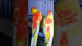 Beautiful Red Rumped Parrot  Red Rumped Parrot  Reality Of Life [upl. by Trenna]