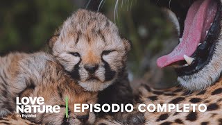 GUEPARDO Bebé APRENDE Lecciones de SUPERVIVENCIA de su Mamá  Nuevos Cachorros en la Naturaleza EP 3 [upl. by Alliuqat]