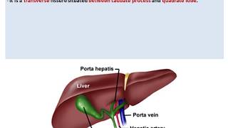 Anatomy of the Liver  Dr Ahmed Farid [upl. by Hajar]