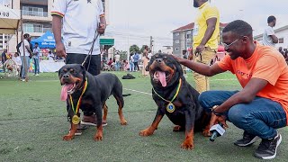 Vibing with these huge champion rottweilers from Vom Haus Africa Rottweiler Kennel [upl. by Euqinim]