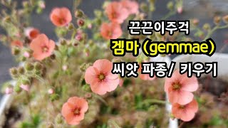 꽃이 예쁜 끈끈이주걱 겜마 gemmae 씨앗 파종 관리 [upl. by Akinahs]